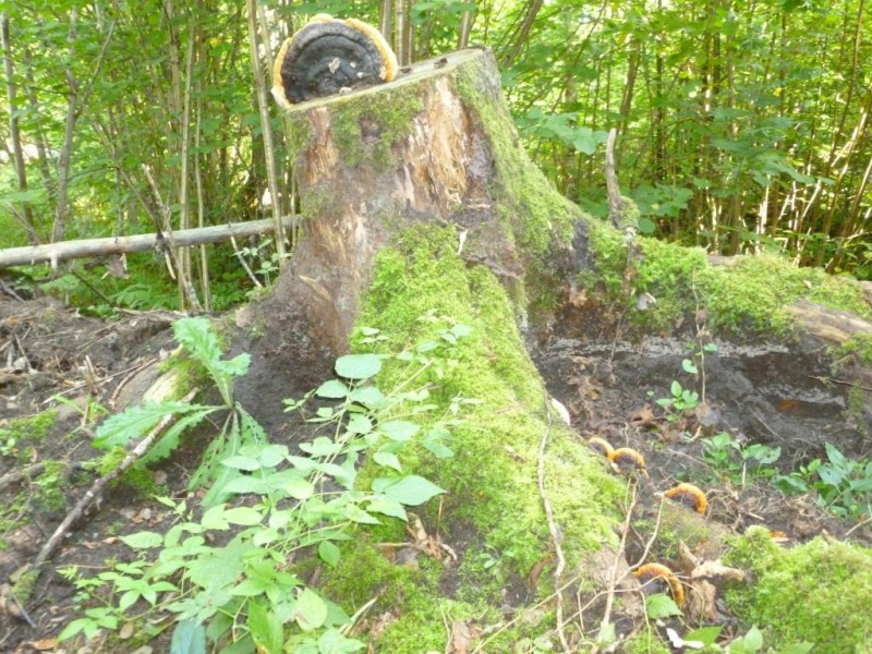 P1050166.JPG