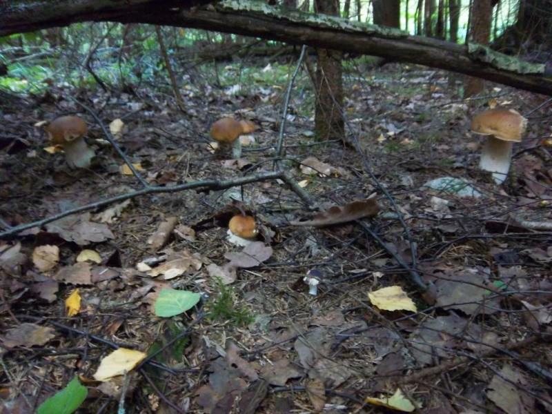 siuviniai 098.jpg