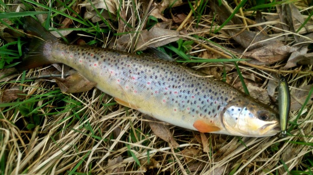 28cm.JPG