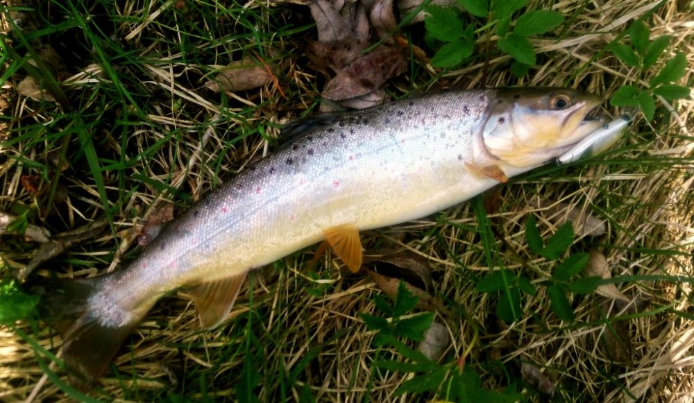 32cm.JPG