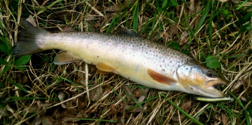 34cm.JPG