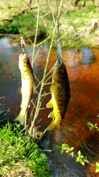 20170509_230826 (337 x 600).jpg