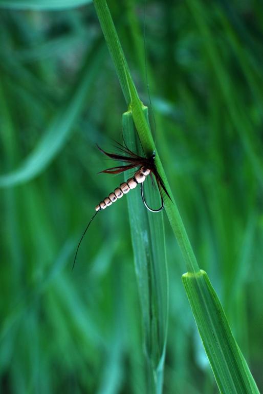 DSC_2248.JPG