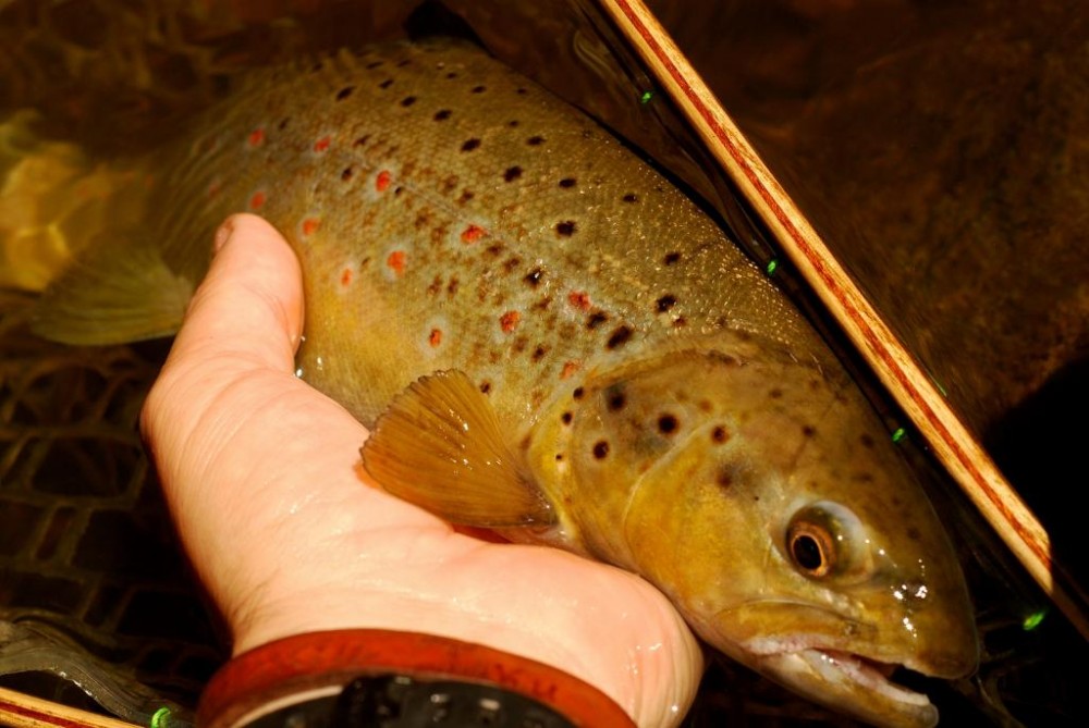 DSC_0314.JPG