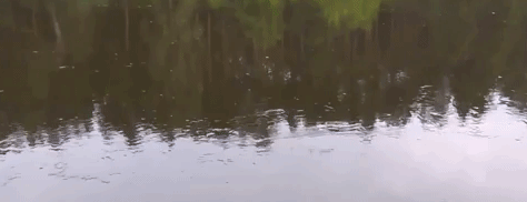 ezgif.com-crop (2).gif