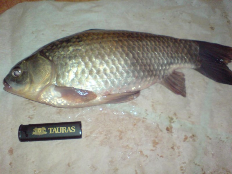 DSC00064.JPG