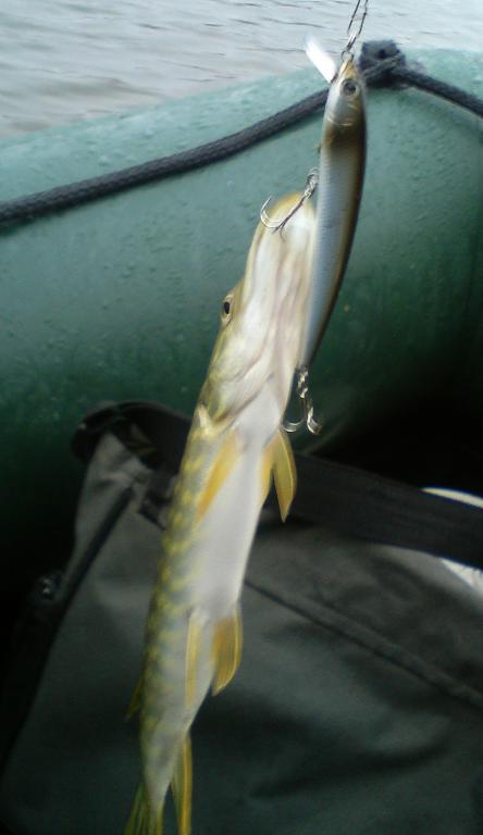 inspire minnow 2.JPG