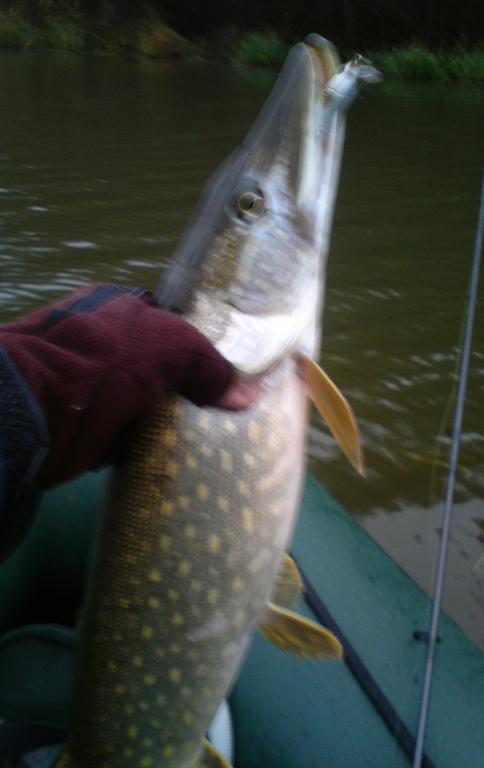 inspire minnow 1.JPG