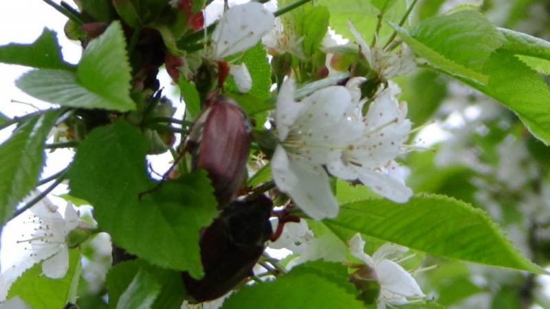 DSC00176.JPG