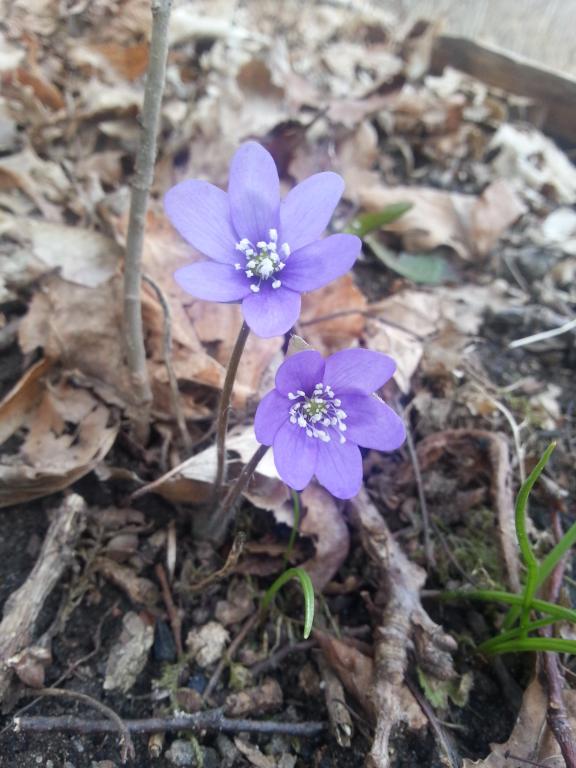 2014-03-22 12.46.10.jpg