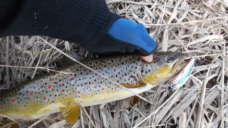 DSCF2365.JPG
