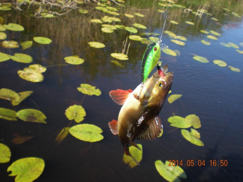 DSCN4503.JPG