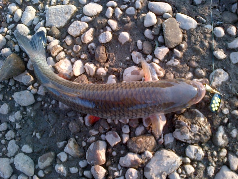 IMG-20130530-00223.jpg