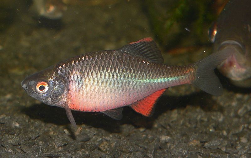 800px-RhodeusAmarusBitterlingMale1.JPG